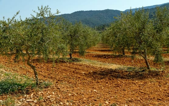Olive groves, designation of Catalan origin in Tarragona, the Spanish oil