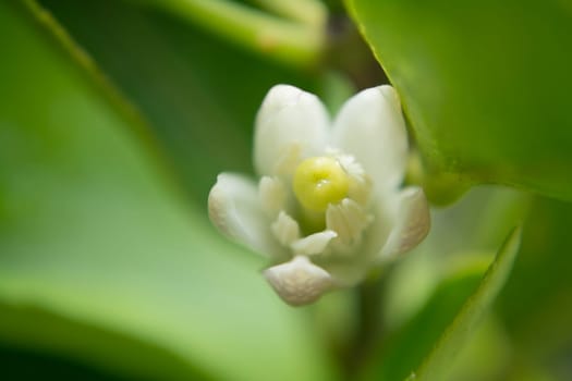 Blossoming lemon flower in macro