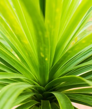 Potted Palm in daylight. Interior