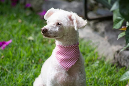 Detail to French Poodle with the expression become sleepy and dull