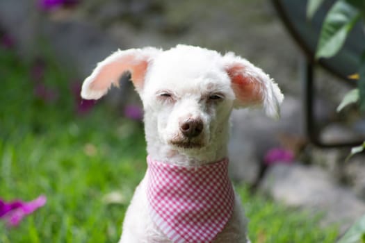 Portrait of French Poodle with the expression become sleepy and dull.