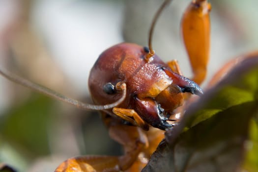 Jerusalem crickets in face detail