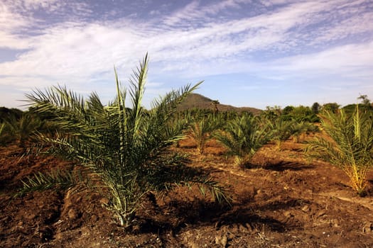 A palmoil plantation in the Si Satchanalai-Chaliang Historical Park about 50 km from Sukhothai in Sukhothai Province in northern Thailand in South East Asia.