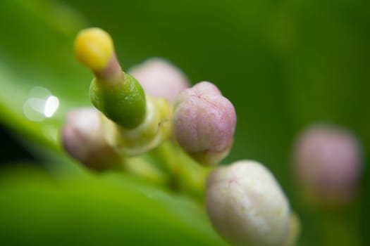 Blossoming lemon flower in macro