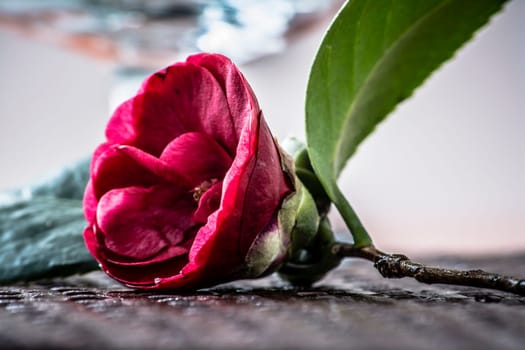Camellia flower with great detail and contrast