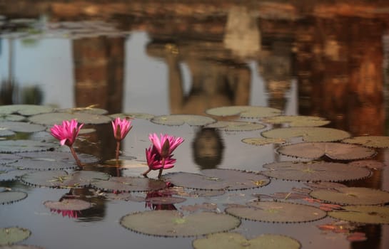 A Buddha figure is reflected in the Lotus Flower Pool at Wat Mahathat Temple in the Temple Complex of Alt Sukhothai in Sukhothai Province in northern Thailand in South East Asia.