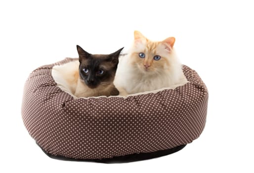 Siamese and Burmese cat