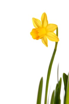 Yellow Daffofil or Narcisse as Easter or Spring Background, Isolated
