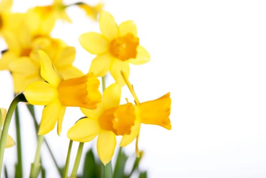 Yellow daffodils, Background with many Blossoms, Spring and Easter Background
