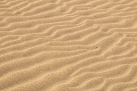 Texture Sand Dune Desert in Gran Canaria Island Spain
