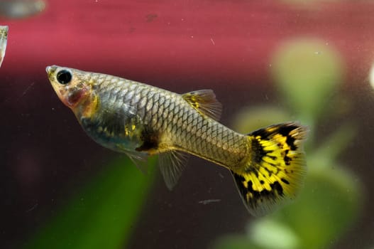 Guppy Multi Colored Fish in a Tropical Acquarium