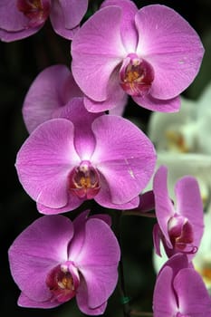 Orchids at Chiang Mai in northern Thailand.