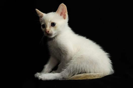 White Young Baby Cat on a Black Background