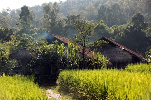 The landscape with a rice field at Dof Chiang Dao near Chiang Mai in northern Thailand.