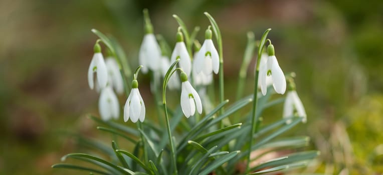 Snowdrop Galanthus nivalis up close