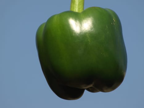 Pepper