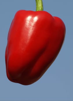 Pepper