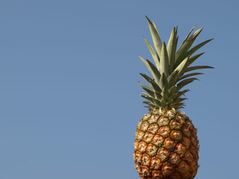 Pineapple