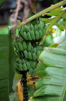 A banana tree near the village of Chiang Dao near Chiang Mai in northern Thailand.
