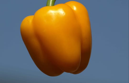 Pepper