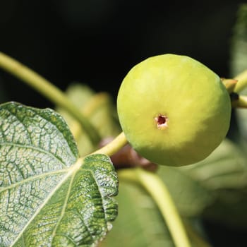 Mature fig on the tree