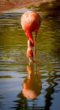 Detail of a flamingo drinking water in their natural habitat
