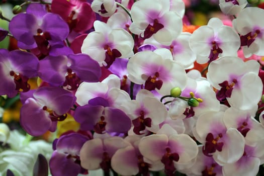 Orchids at Chiang Mai in northern Thailand.