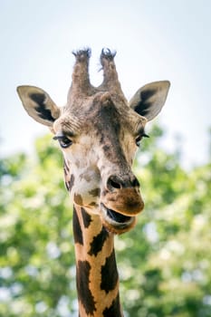 Giraffe