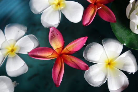 Flower decoration in a hotel on the island of Ko Tao in the Gulf of Thailand in the south-west of Thailand in South East Asia.