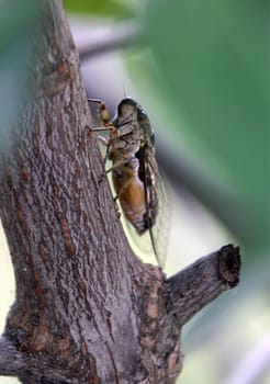 Eine Zikaden oder Singzikade oder Platylomia radha auf der Insel Ko Tao im Golf von Thailand im Suedwesten von Thailand in Suedostasien.
