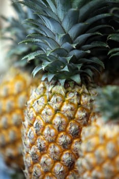 Ananas Frucht auf der Insel Ko Tao im Golf von Thailand im Suedwesten von Thailand in Suedostasien.