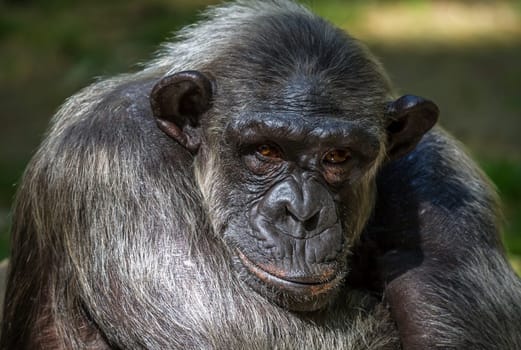 Closeup of chimpanzee Pan troglodytes, Vertical image position staring