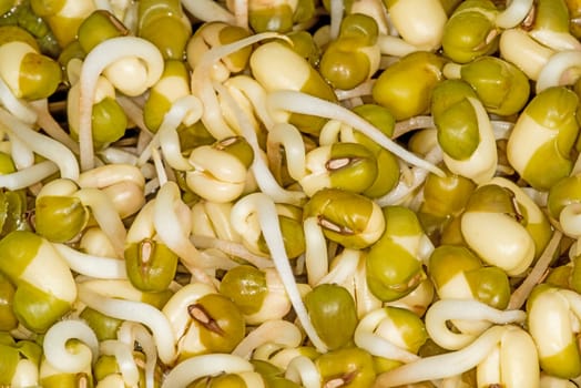 Soybean sprouts