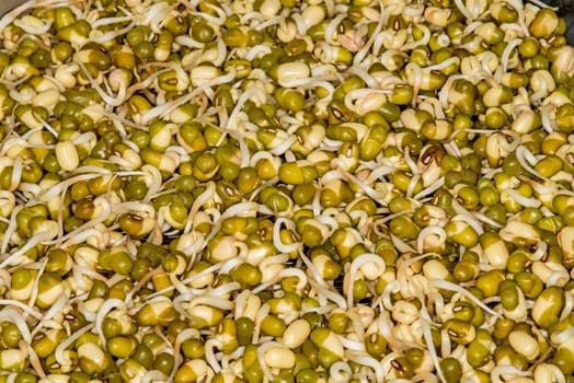 Soybean sprouts