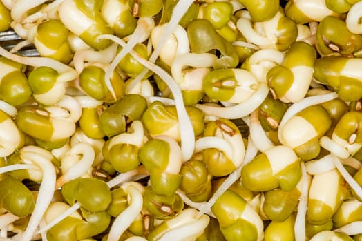 Soybean sprouts