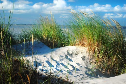 Dune and dune grass