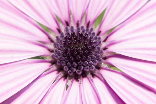 Detail to the petals pistil and stamen of a daisy.