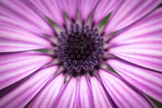Detail to the petals pistil and stamen of a daisy.