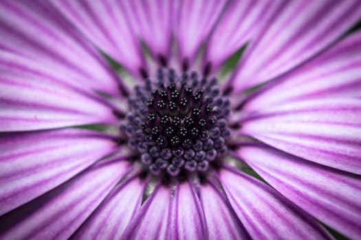 Detail to the petals pistil and stamen of a daisy.