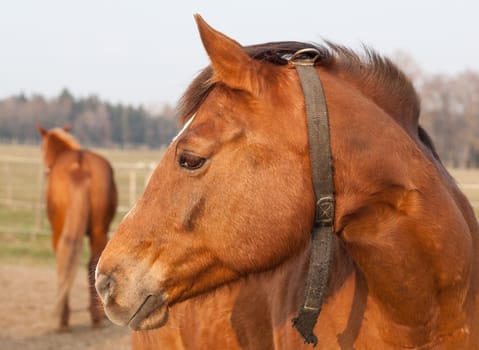 Portrait of a typical brown horse