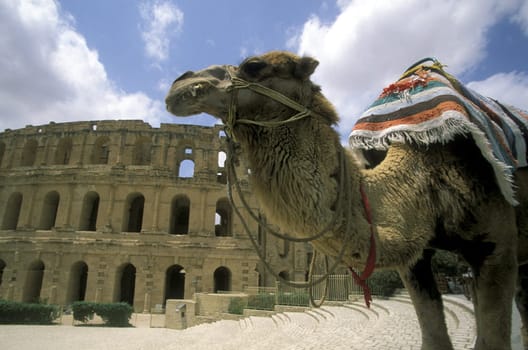 The Colloseum in El Jem in central Tunisia in North Africa.