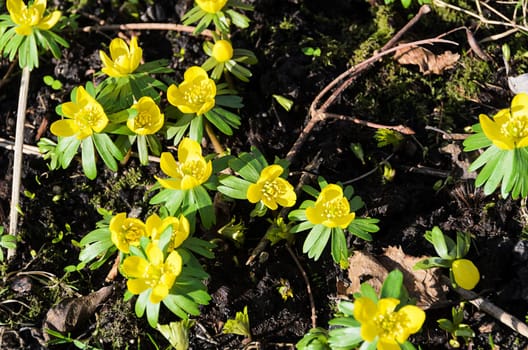 early spring flower yellow and beautiful
