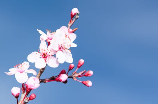 Springtime plum blossoms pink buds and flowers against clear blue sky
