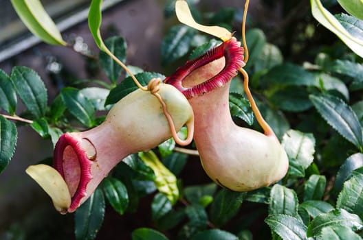 Carnivorous plants of the genus Nefenthes kann rank genus