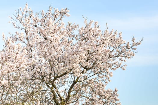 Almond tree with spring blossom flowers against blue sky