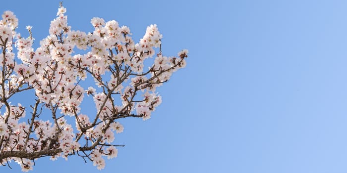 Big branch of springtime blossom almond tree with copy-space for text
