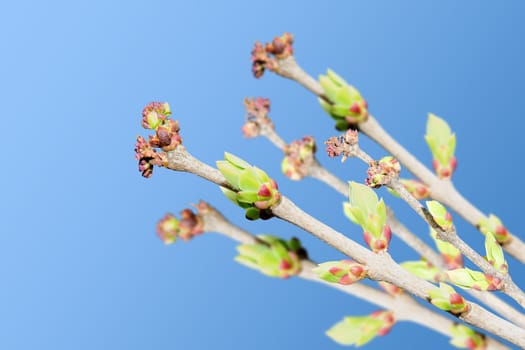 Spring tree branches with blooming green buds on clear blue sky as background