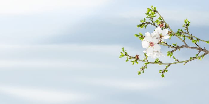 Spring blooming almond tree against blue sky with free place for text