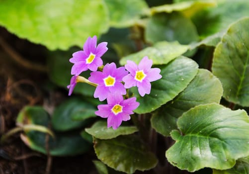a beautiful purple primrose blooming in spring