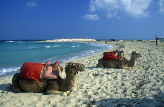 A sandy beach on the island of Jierba in the south of Tunisia in North Africa.